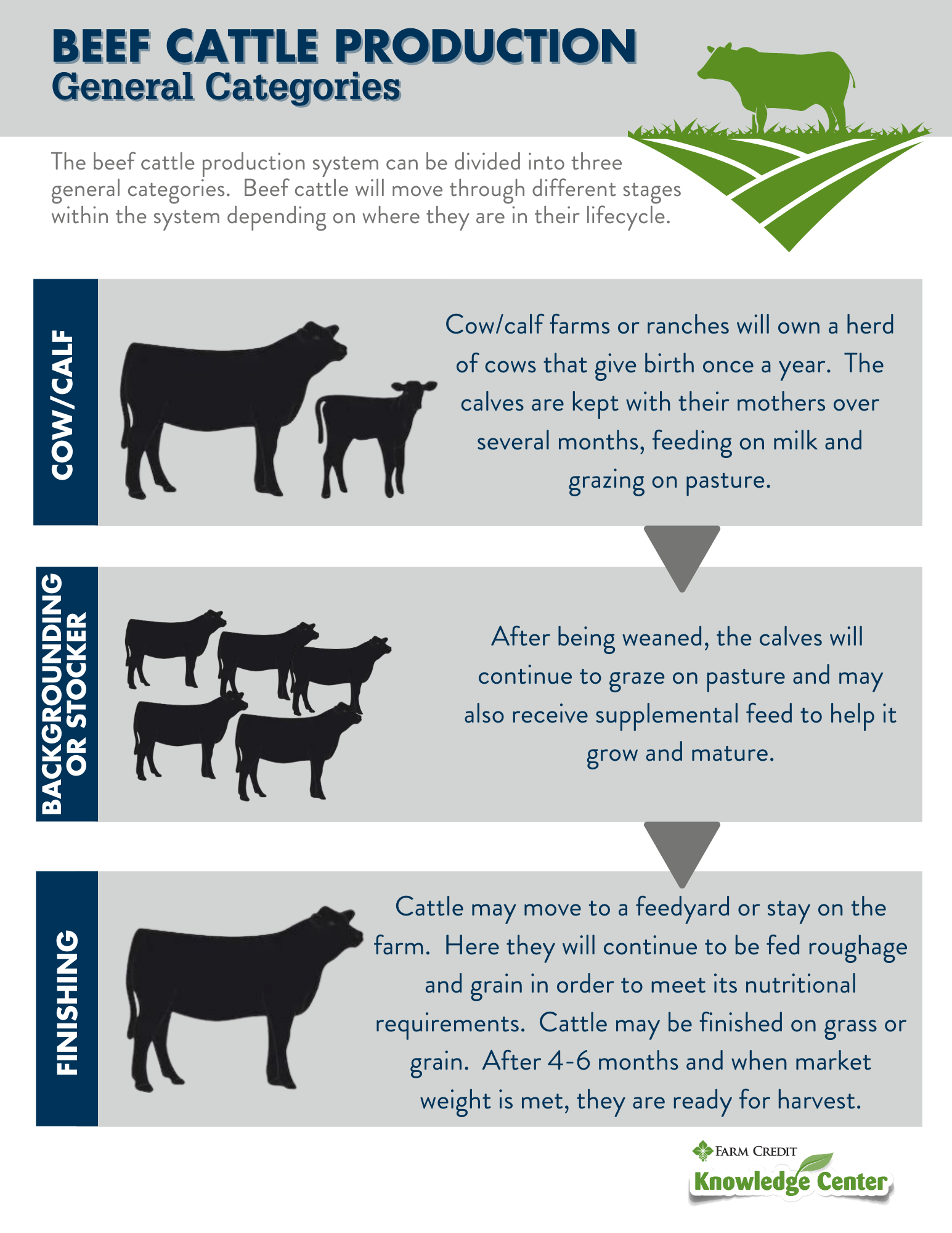 Beef Cattle Production System And The Beef Cattle Lifecycle Farm 